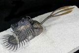 Trident Walliserops Trilobite With Phacops #23861-3